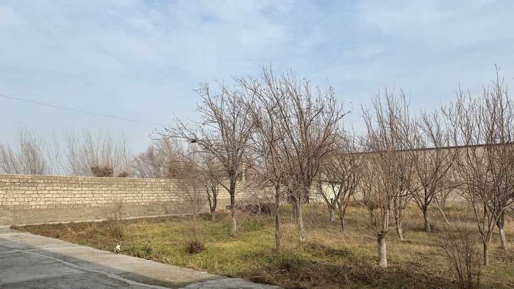 Manzil :Toshkent viloyati Bekabod shahar