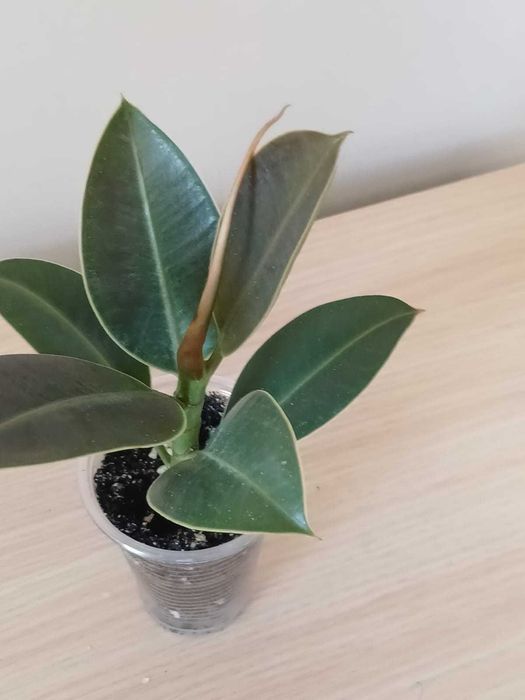 Продам Фикус Мелани