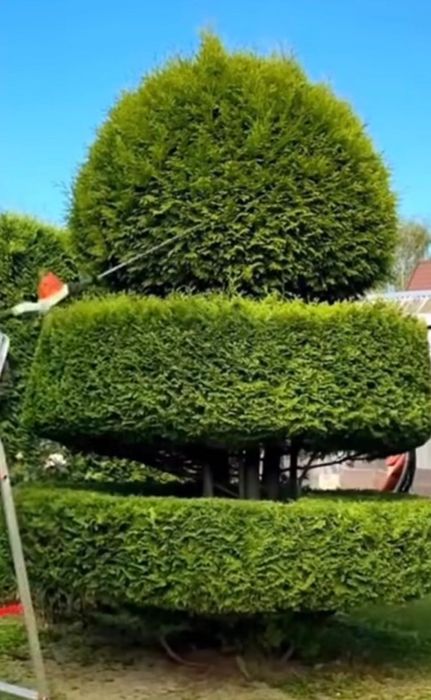 Градинарски услуги Косене Кастрене Почистване на парцели Озеленяване