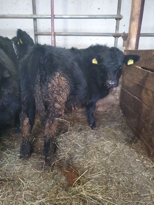 Vițel angus de vanzare