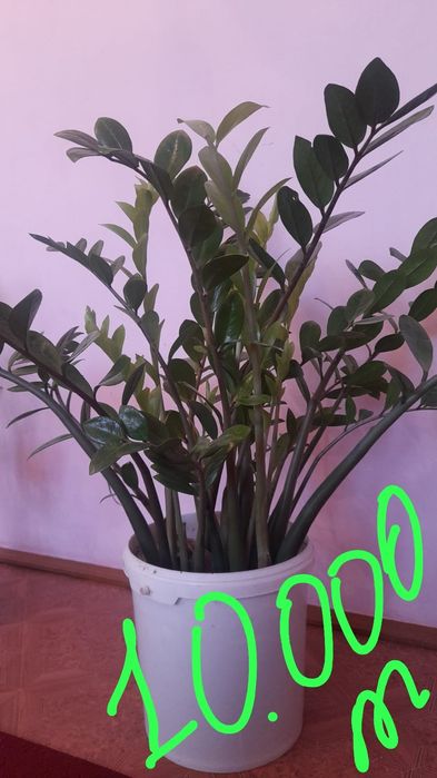 Комнатные хорошие цветы