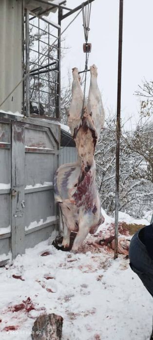 Пол согыма пол туши быка