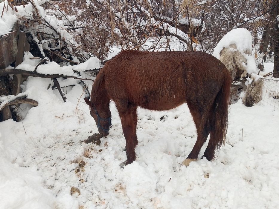 Продам тачка годовалый жеребчик