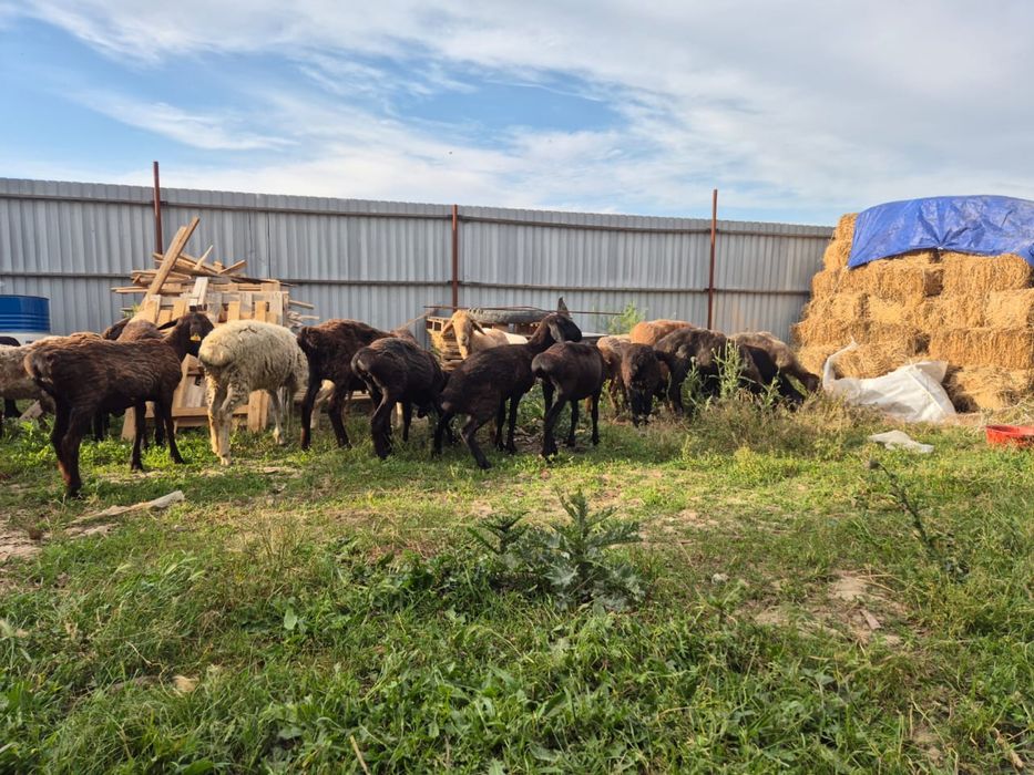 Қой сатылады)тоқты, саулықтар