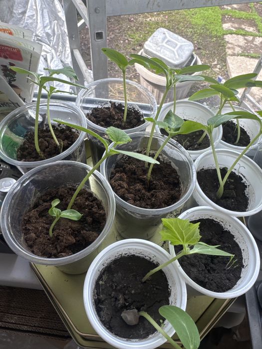 Рассада огурцов