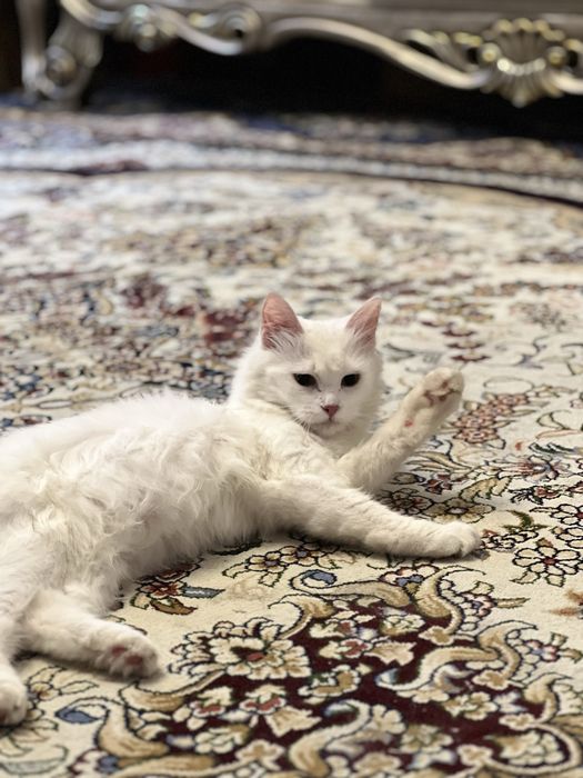 Передержка для котов , кошек и других домашних жывотных кот кошка