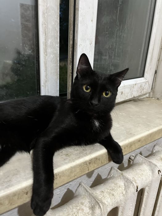 Кот/кошка бесплатно
