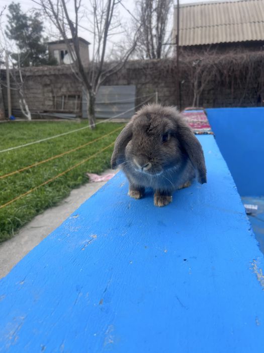 Кролик декоротивный