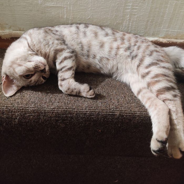 Кошечка в добрые руки