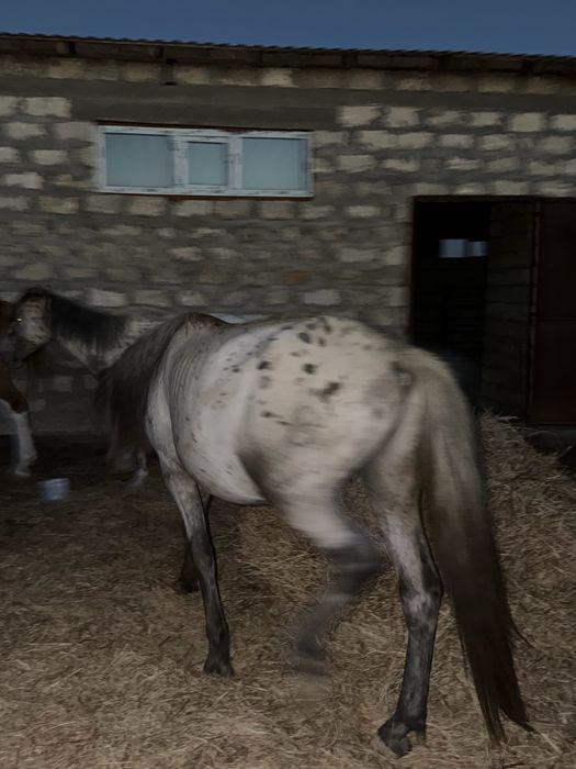 Шұбар айғыр Дөнен Байшұбар