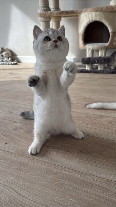 Продается Британская шиншилла