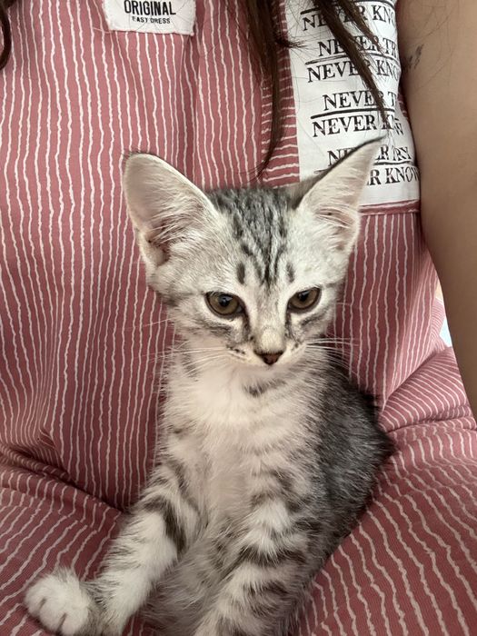 Котенок 3 месяца