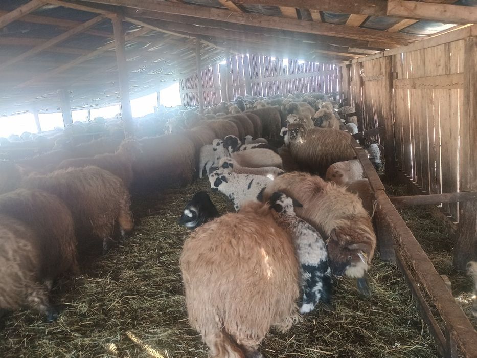 Oi cu miei  de vânzare