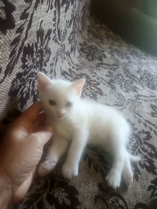 Кошечка белая...