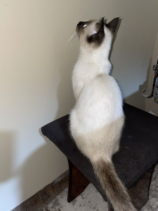 Покиза соглом тарбияли мушук