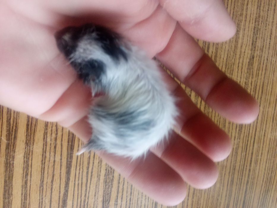 Хомячки детеныши самостоятельные.