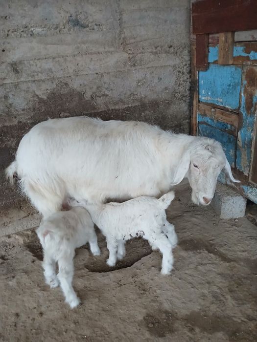 Она бола ечки сотилади