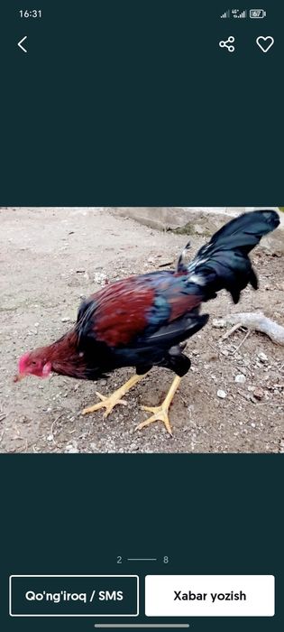 Soglom Xurozla xonaki