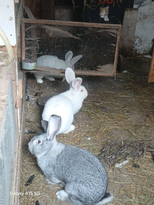 Vând iepuri uriași german