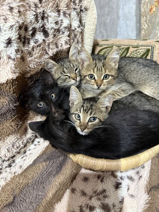 Котята бесплатно