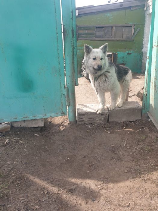 Продам собаку ВЕО