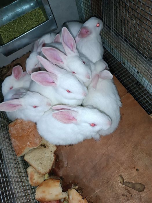 Quyon bolalari sotuvda zoti hikol