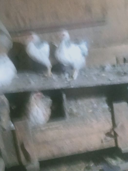 Продам срочно петухов и курочек .  .