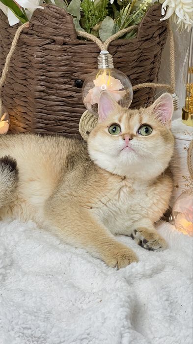 Золотая штншилла мальчик