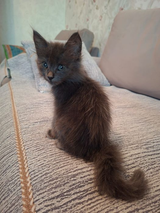 Котята  2  месяца
