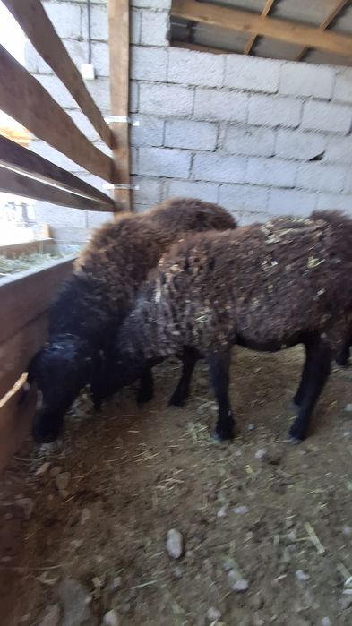 Қошқарлар сатылады