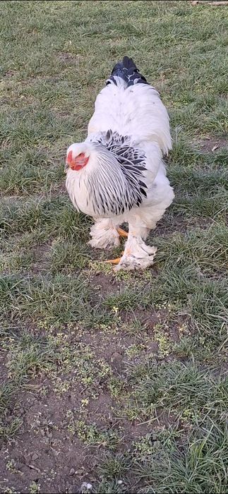 Cocoș  brahma herminat deschis linie foarte bună