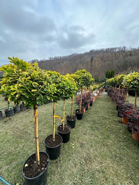 Plante Ornamentale pentru Curți, Vile și Grădini