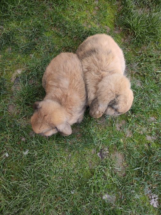 Кролики карлики породы "баран" по 350 тыс.