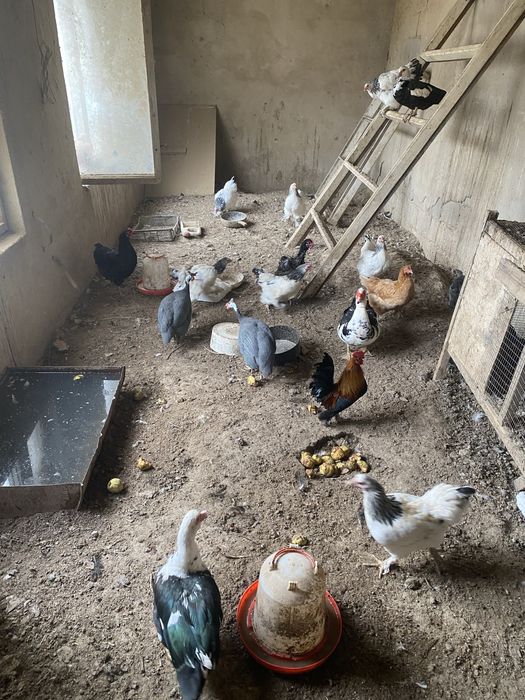 Продам кур и петухи