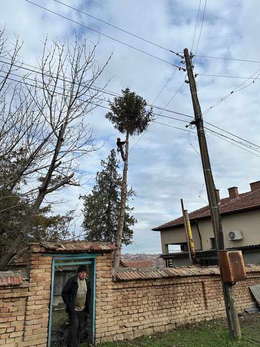 Професионално Рязане на Опасни Дървета!