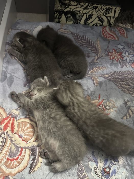 Шотландские кошки 4 детьми