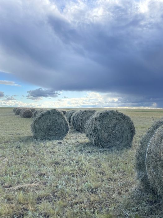 Продам сено в рулонах