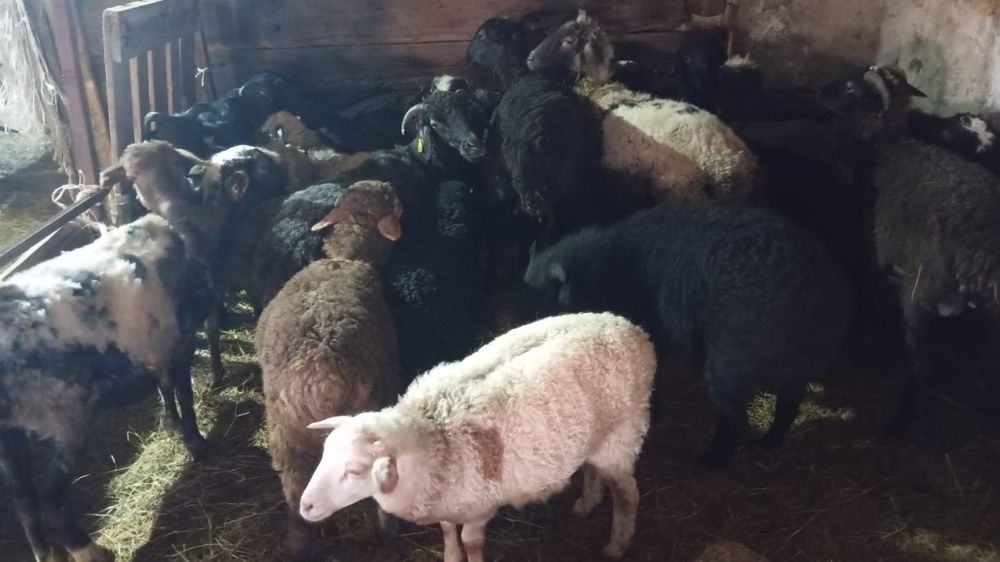 Қойлар  сатылады. Продам баранов.