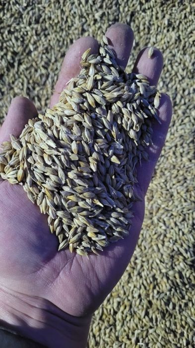 Продам ячмень сухой