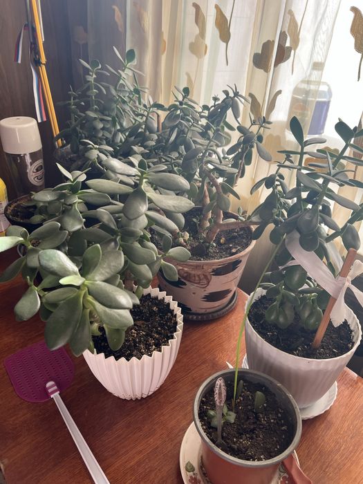 Денежный цветок  за всё отдам по указаной цене