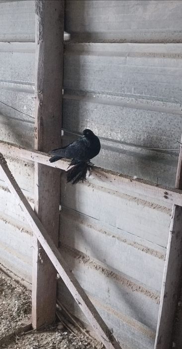 Продам голубей на игре и гребле