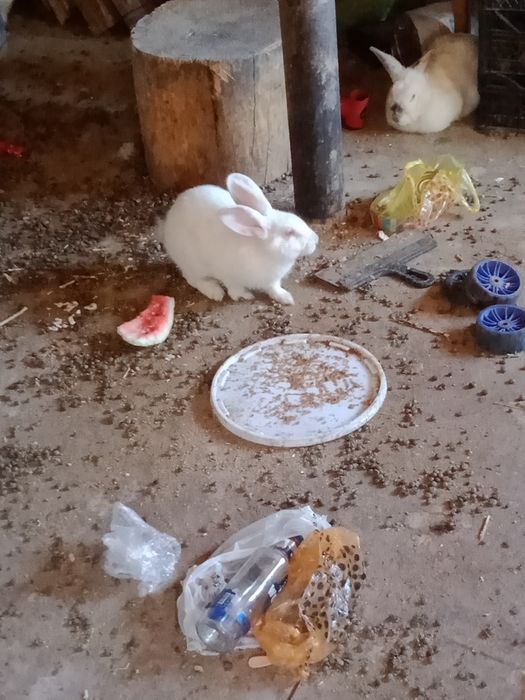 кролики каефорня