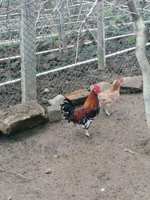 Pereche găini americane