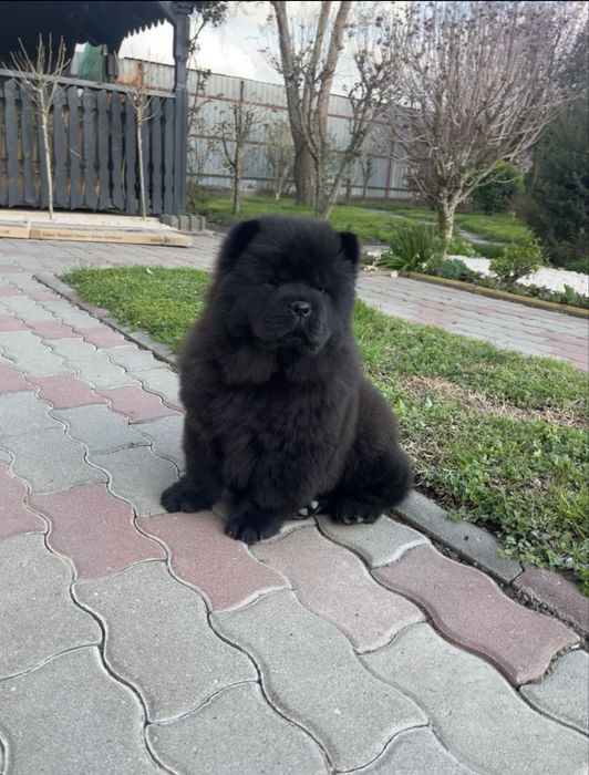 Pui chow chow disponibil