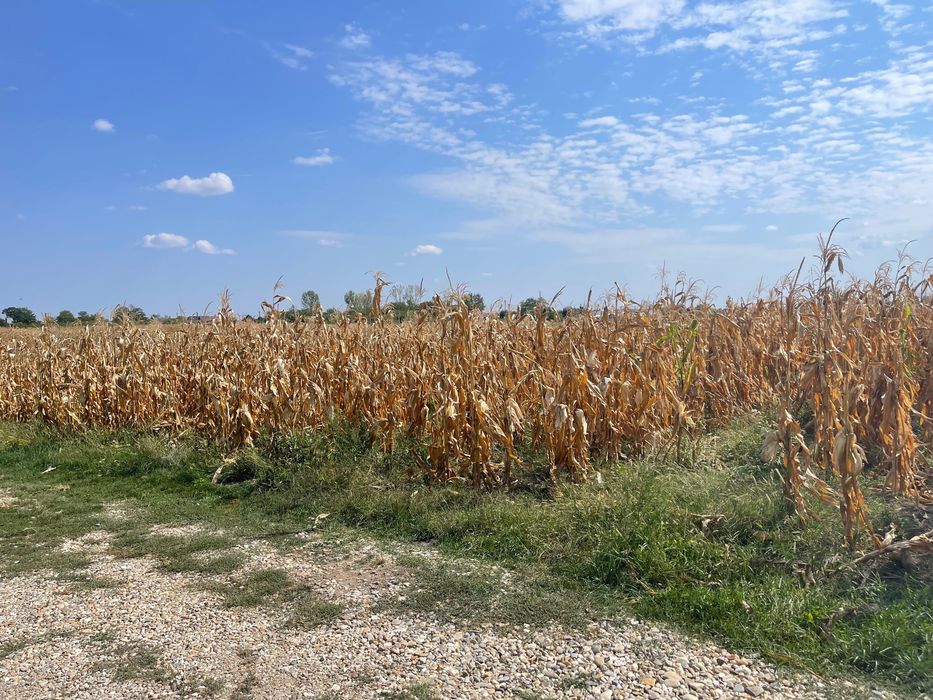 Teren intravilan Cersani, 5 km distanta de Bradu 10 euro mo