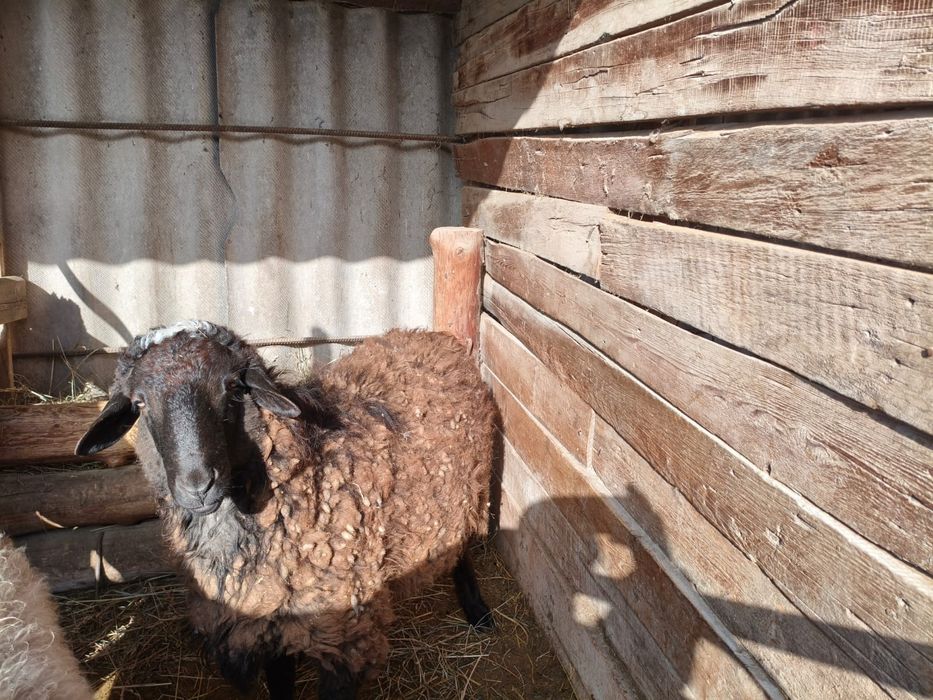 Баран Төқты сатылады