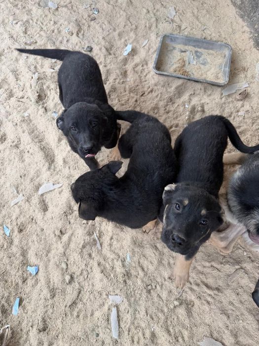 Щенки восточноевропейская овчарка