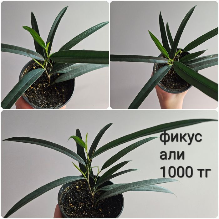 Фикус али, барок, дельтовидный