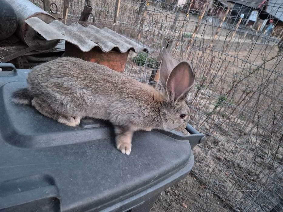 Iepuri de 11 săptămâni