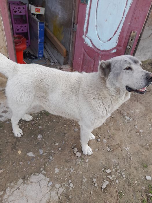 Ит Алабай 8айлық